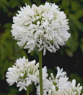 Agapanthus africanus 'Albus'